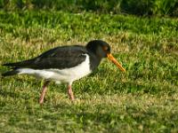 Futtersuchender Austernfischer